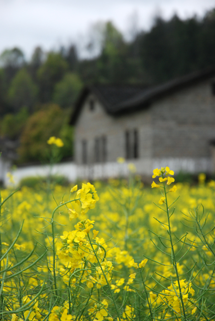 WuYuan